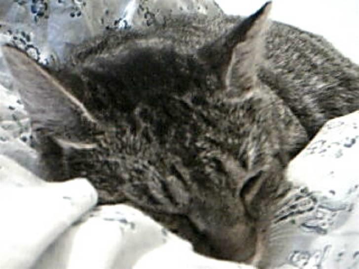 Huskat Silver King*RIP* billede 17