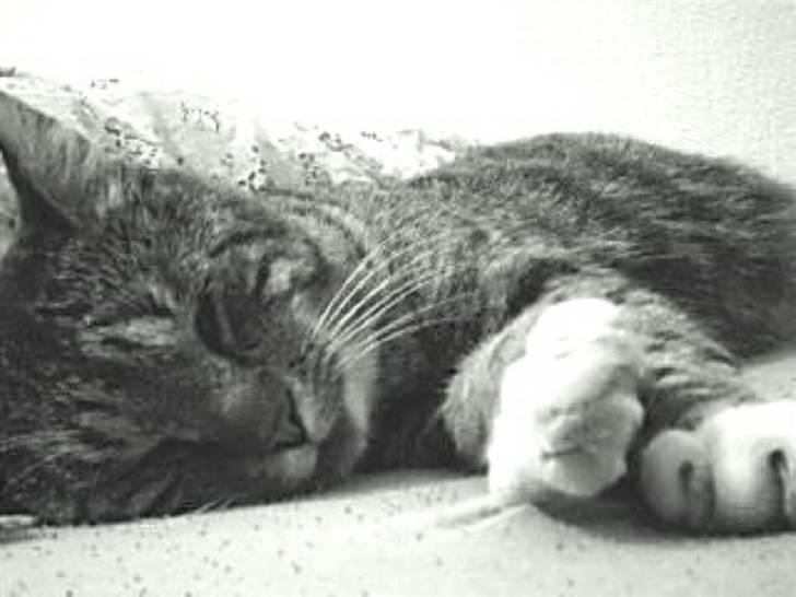 Huskat Silver King*RIP* billede 18