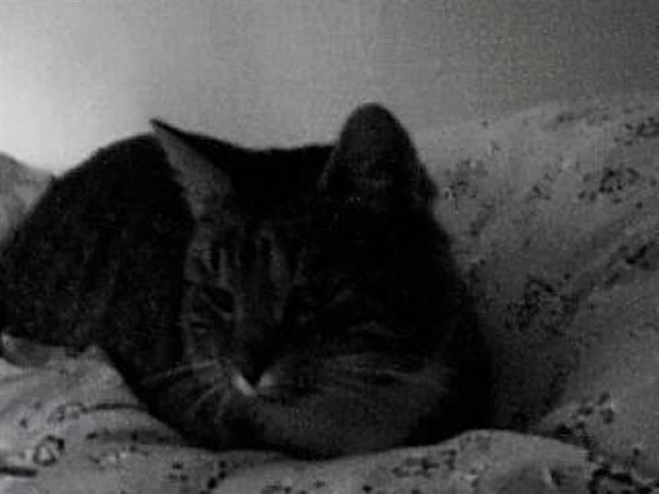 Huskat Silver King*RIP* billede 19