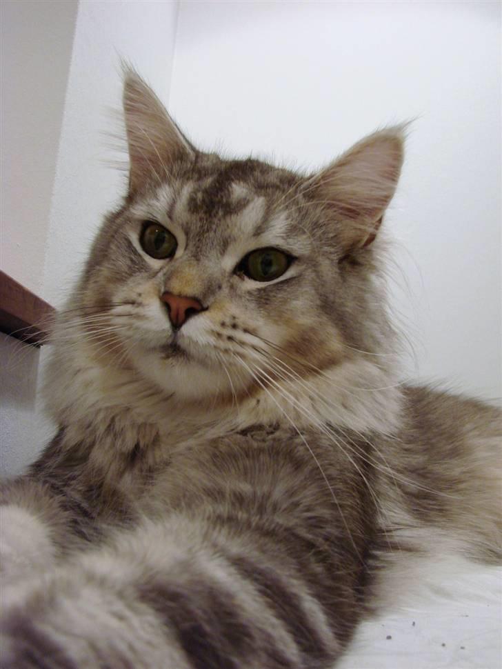 Maine Coon DK Dalibro´s Cocoa Beach - Næsten et år. billede 18