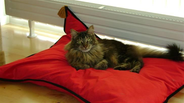 Maine Coon Sort/brun  billede 16