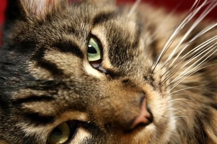 Maine Coon Meeko - Velkommen :D billede 1