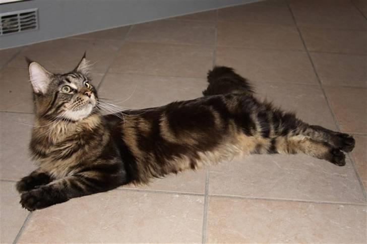 Maine Coon Meeko - Nej, han er da ikke lang xD billede 2