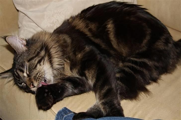 Maine Coon Meeko - Hygge gøj <3 billede 3