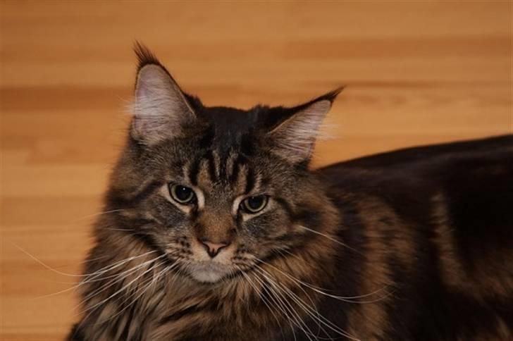 Maine Coon Meeko - Bamse <3 billede 4
