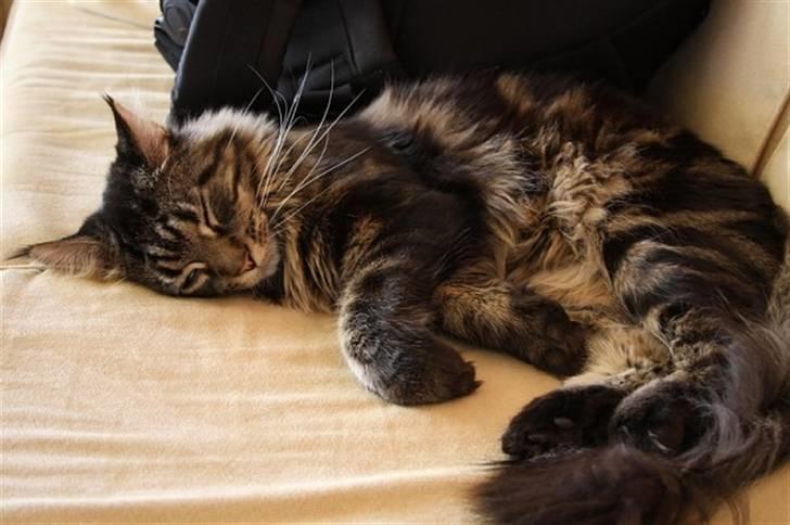 Maine Coon Meeko - Tos xD billede 5