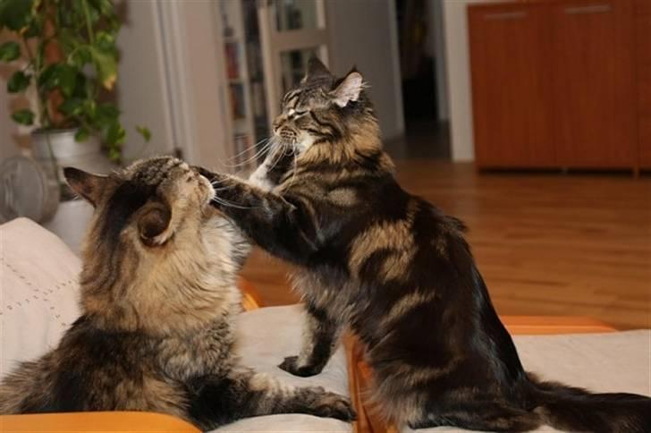 Maine Coon Meeko - En lille slås kamp billede 6