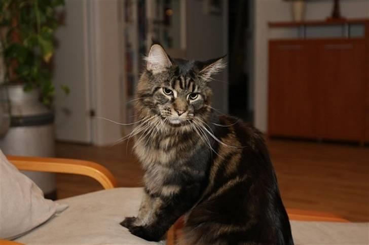 Maine Coon Meeko - Såååå nuttet xD billede 7