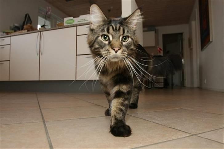 Maine Coon Meeko - Nysgerrig :D billede 8