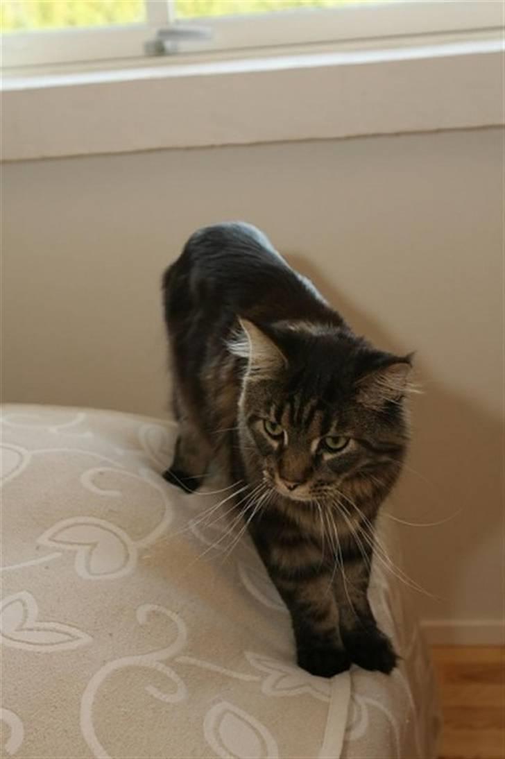 Maine Coon Meeko - Balancerer ;D billede 9