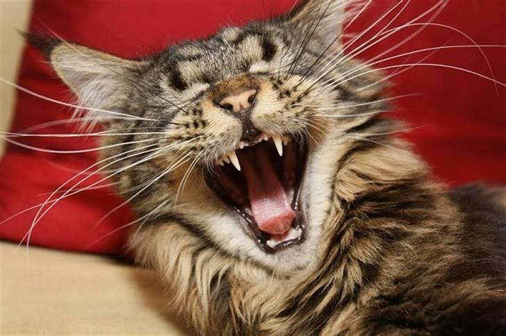 Maine Coon Meeko - Gaaaaaaaaaaaaaaaaaaaaab ;p billede 10