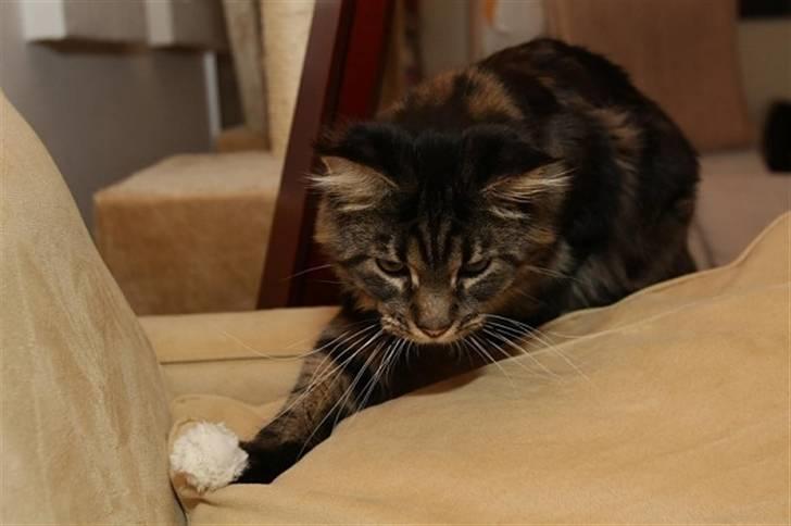 Maine Coon Meeko - Værsgo :D billede 11