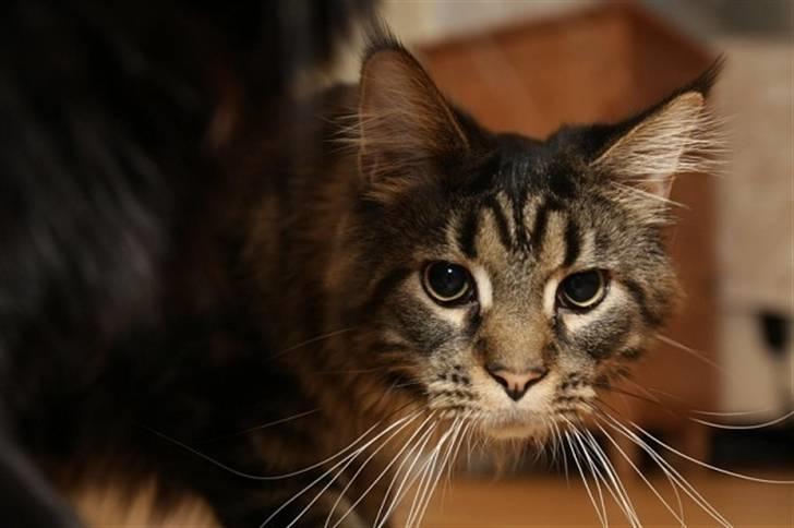 Maine Coon Meeko - Forsigtigt xD billede 12