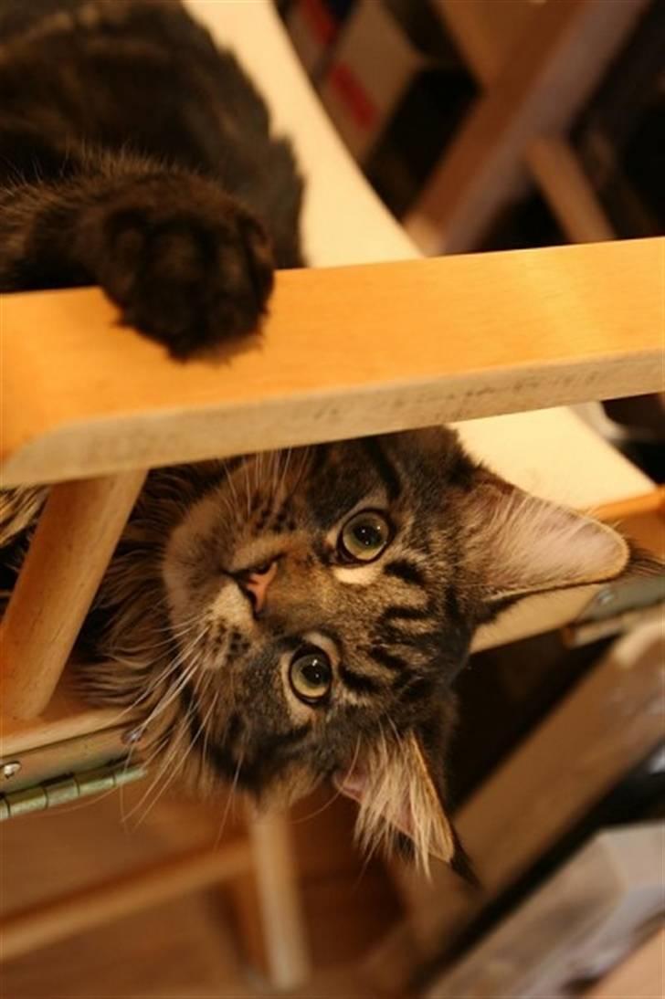 Maine Coon Meeko - Kuk Kuk billede 13