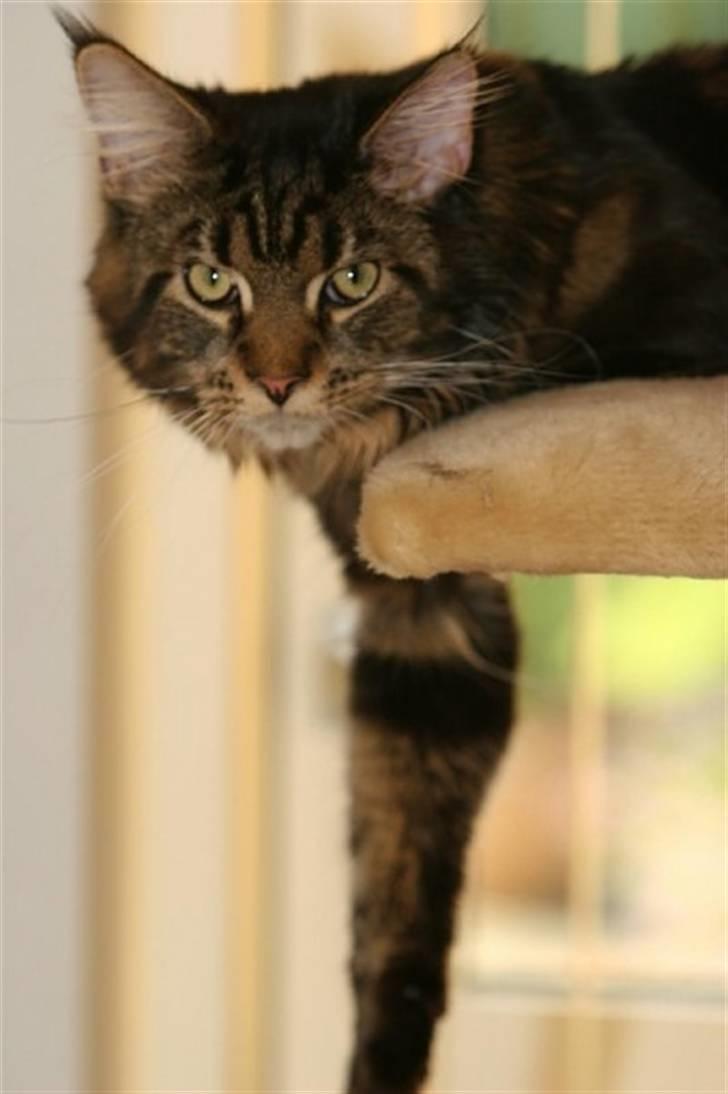 Maine Coon Meeko - Jeg æder dig xD billede 14