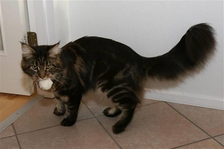 Maine Coon Meeko - Hans elskede hvide bold billede 15