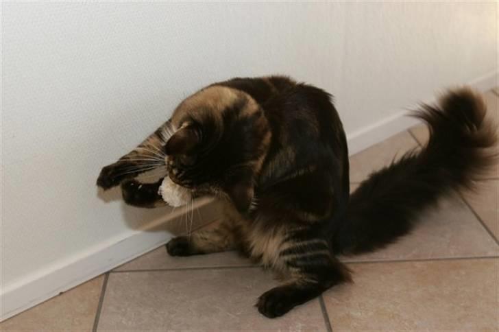 Maine Coon Meeko - Æder sin bold xD billede 16