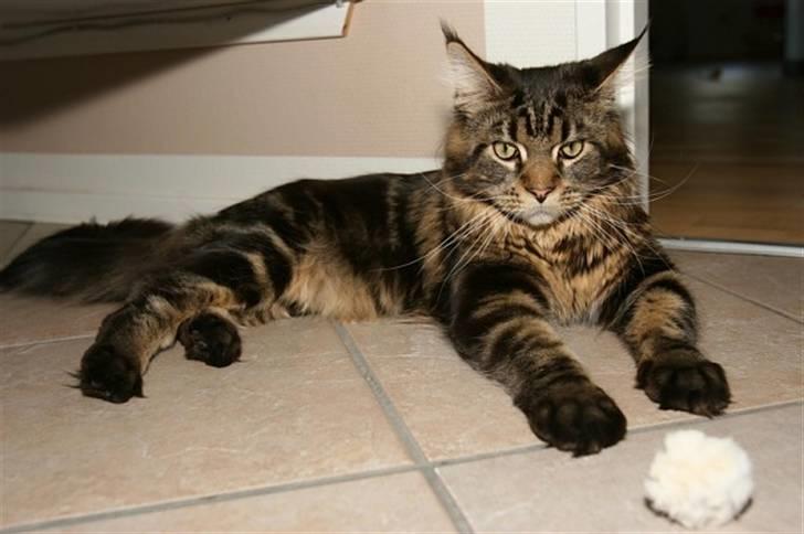 Maine Coon Meeko - Holder lige en pause billede 17