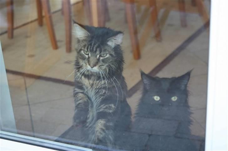 Maine Coon Meeko - Jeg vil ud xp billede 18