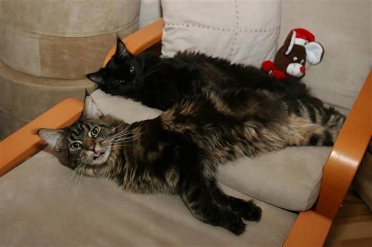 Maine Coon Meeko - Flad ud mis c: billede 19