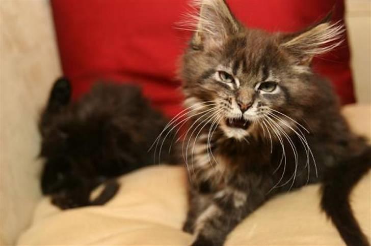 Maine Coon Meeko - Meeko som lille :D billede 20