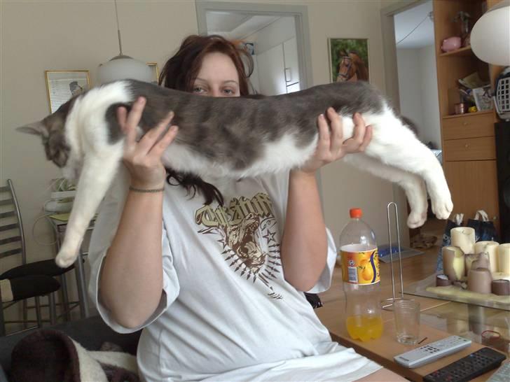 Huskat Tumle - Meg lang misser billede 1