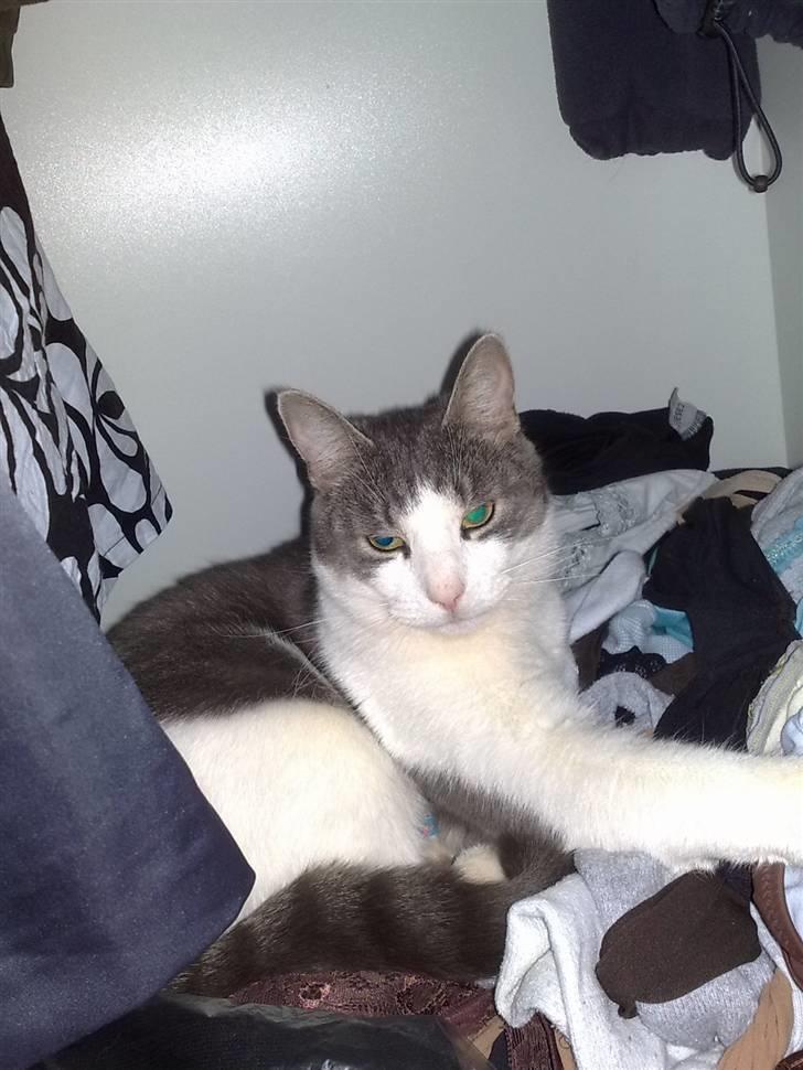 Huskat Tumle billede 2