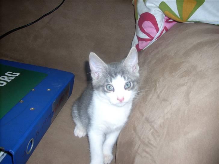 Huskat Tumle - Næsten lige fået ham. billede 3