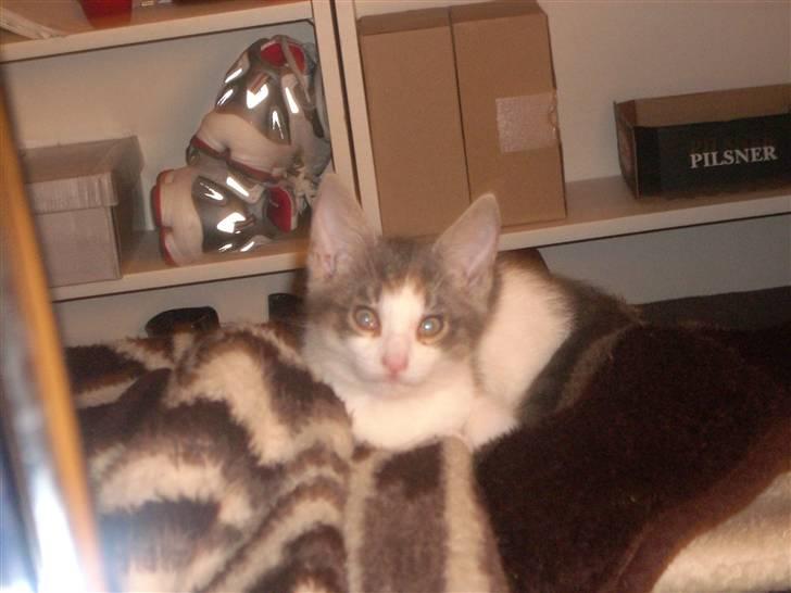 Huskat Tumle - Fra første nat  billede 4