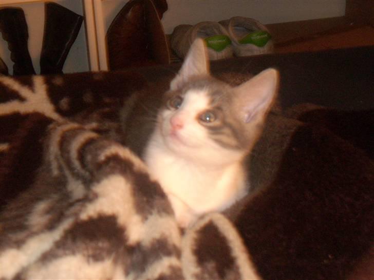 Huskat Tumle - Fra første nat billede 5