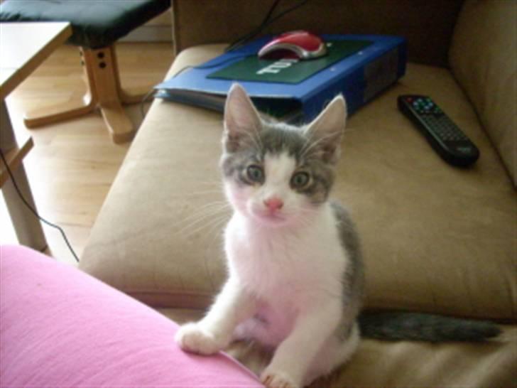 Huskat Tumle billede 6