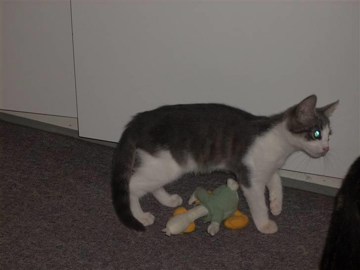 Huskat Tumle - På tur hjemme ved mine forældre billede 7