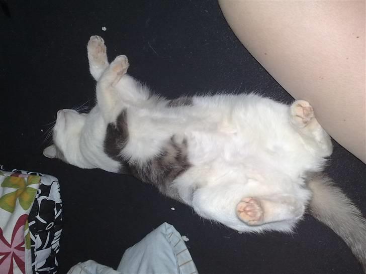 Huskat Tumle - elsker ligge på ryggen billede 8