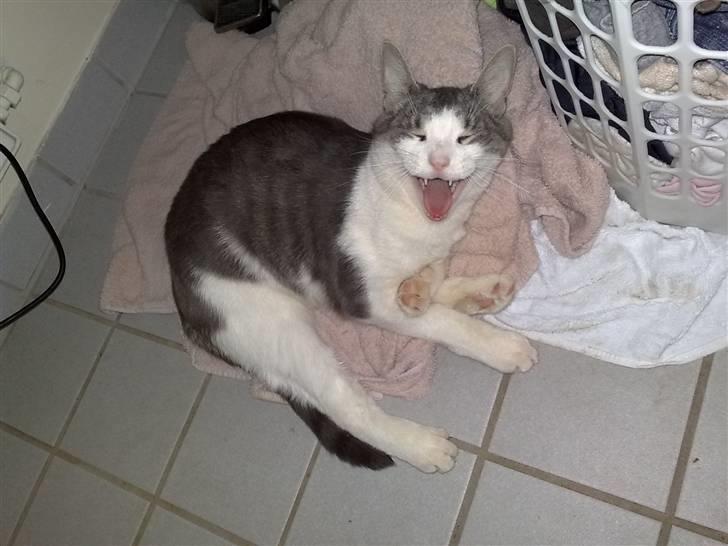 Huskat Tumle - Kæmpe gab billede 9