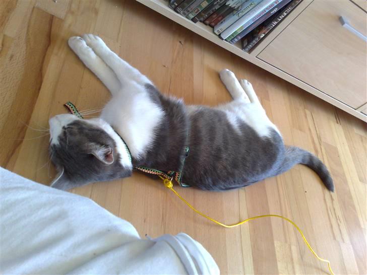 Huskat Tumle - Årh, det hårdt når man har været udenfor i solen billede 10