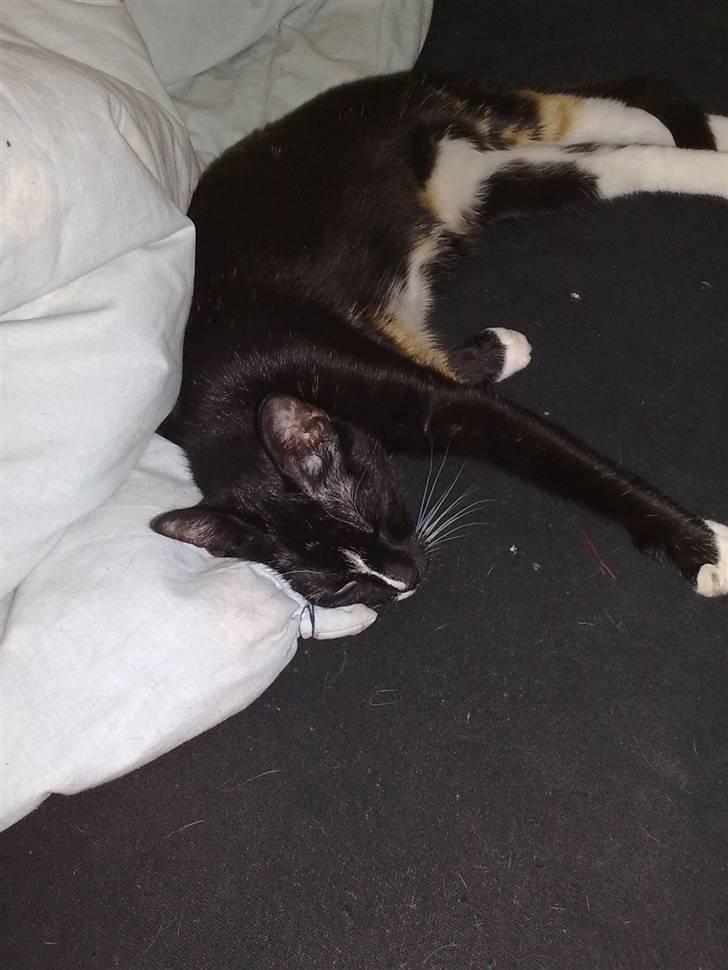 Huskat Tila billede 3