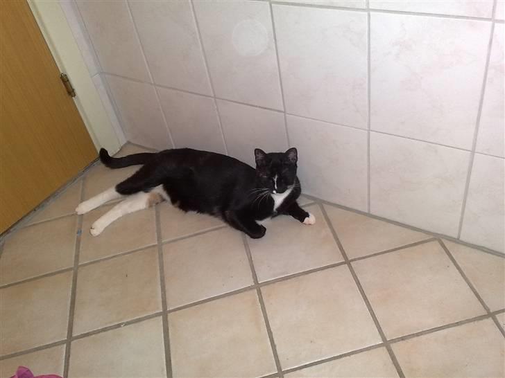 Huskat Tila billede 4