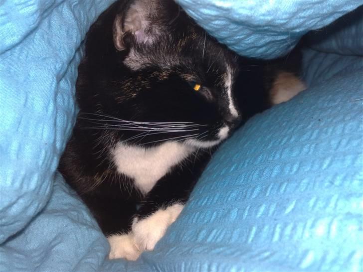 Huskat Tila billede 5