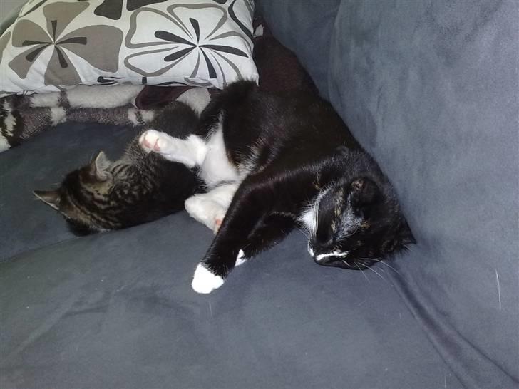 Huskat Tila billede 6