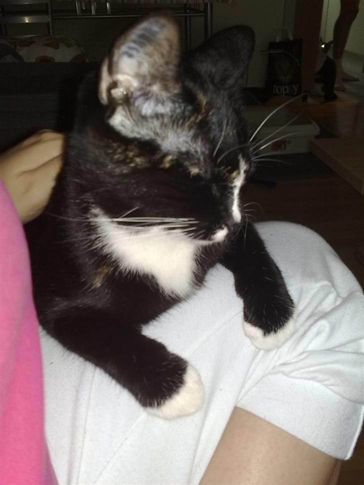 Huskat Tila billede 7