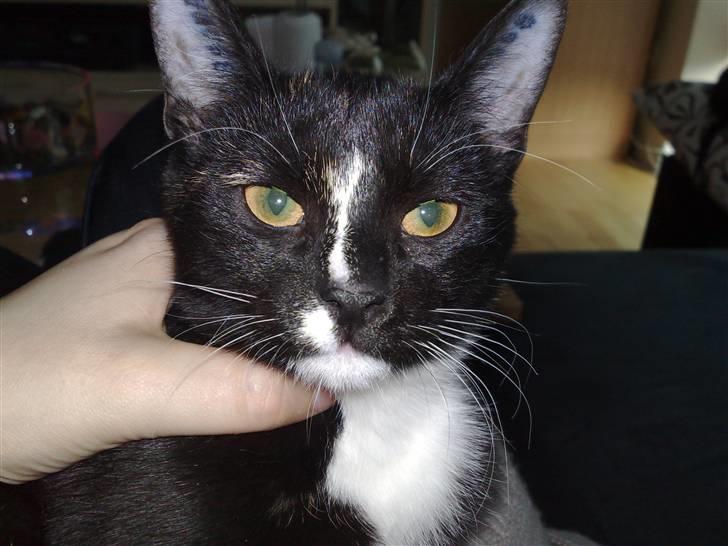 Huskat Tila billede 8