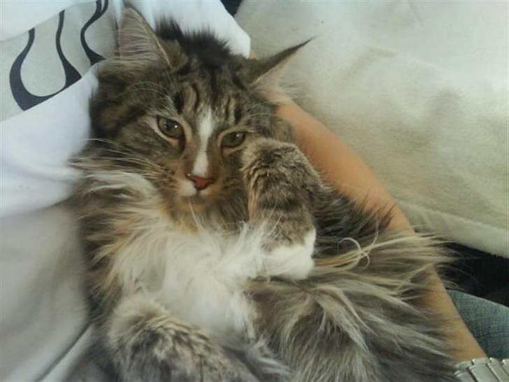 Maine Coon Gigant's Wild at Heart  - middags lur hos Anders.. ahh billede 4