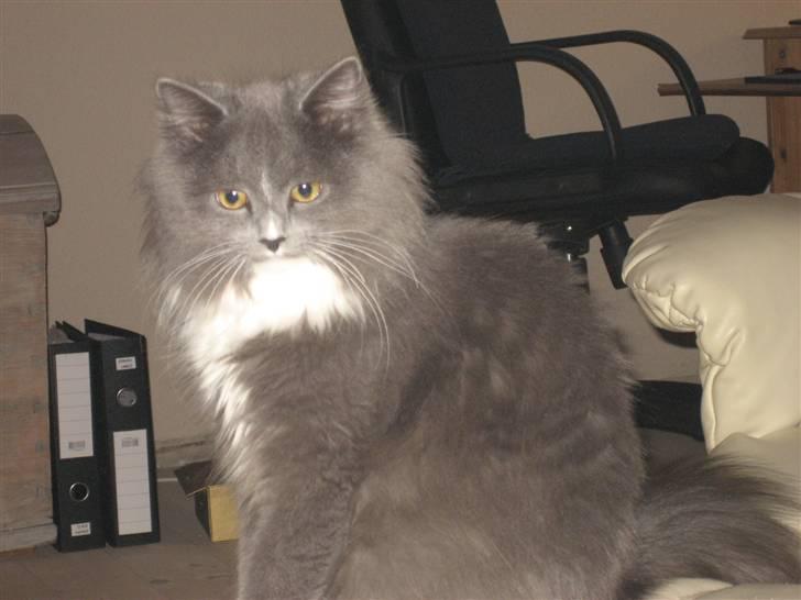 Blanding af racer Tilde billede 16