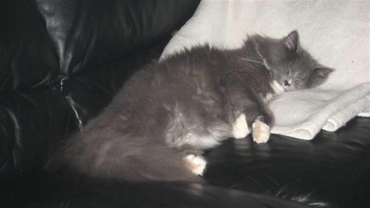 Blanding af racer Tilde billede 17