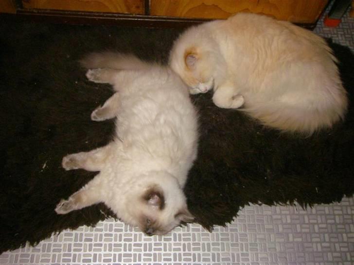 Ragdoll Zolomon - Zolomon og Zephyros. billede 5