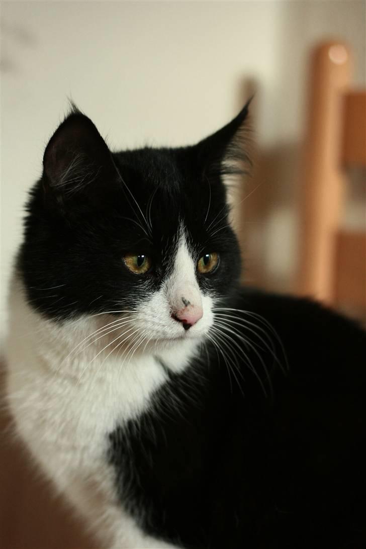 Huskat Fie<3(solgt) billede 1