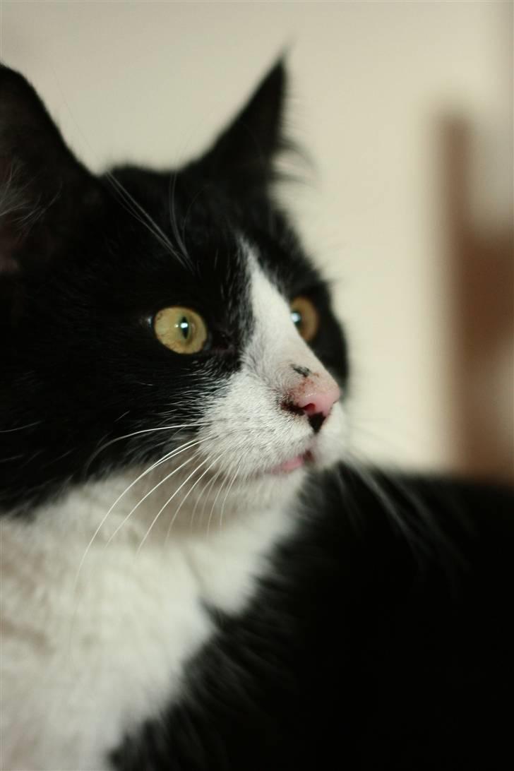 Huskat Fie<3(solgt) billede 2