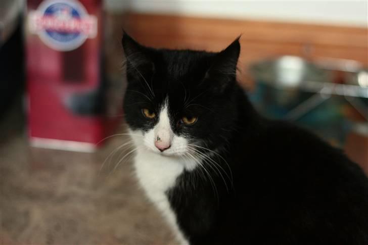 Huskat Fie<3(solgt) billede 3