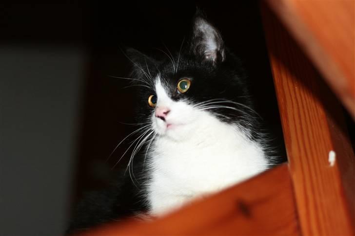 Huskat Fie<3(solgt) billede 4