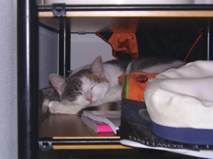 Blanding af racer Trunte billede 13